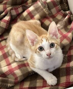 Declan bonded to Ashling -  Domestic Short Hair Cat for Adoption in Portland, Oregon - Declan Bonded To Ashling | PetCurious