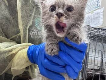 CHOMPS -  Domestic Long Hair Cat for Adoption in Las Vegas, Nevada - CHOMPS | PetCurious