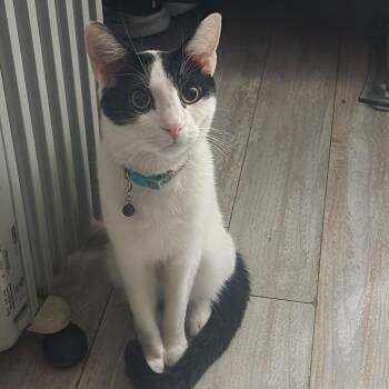 Moo -  Domestic Short Hair Cat for Adoption in Reno, Nevada - Moo | PetCurious