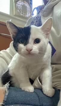 Hapa -  Domestic Short Hair Cat for Adoption in Campbell, California - Hapa | PetCurious