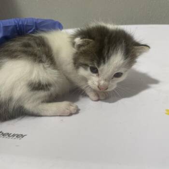 Domestic Short Hair Cats Available for Adoption - Yoshi | PetCurious