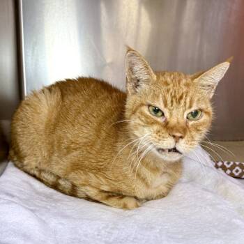 Domestic Short Hair Cats Available for Adoption - Mitsubishi | PetCurious