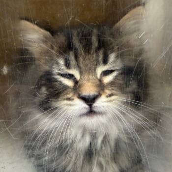 Beach Ball -  Domestic Long Hair Cat for Adoption in Reno, Nevada - Beach Ball | PetCurious