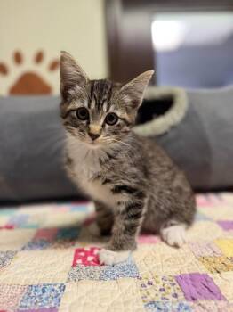 Treasure -  Tabby Cat for Adoption in Lovingston, Virginia - Treasure | PetCurious