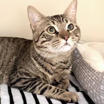 Domestic Short Hair Cats Available for Adoption in Sarasota, Florida - Rowdy | PetCurious