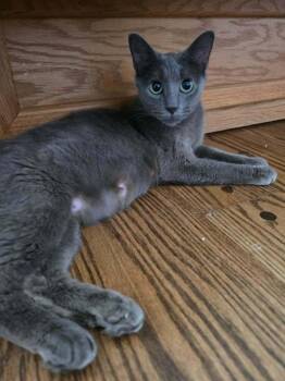 Bendita -  Russian Blue Cat for Adoption in Chicago, Illinois - Bendita | PetCurious