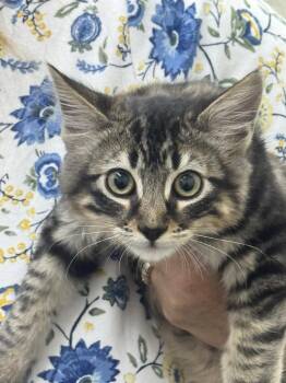 Marco -  Domestic Medium Hair Cat for Adoption in Sonora, California - Marco | PetCurious