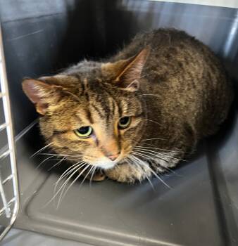 Rescue Domestic Short Hair Cats for Adoption in Taycheedah, Wisconsin - Cubby | PetCurious