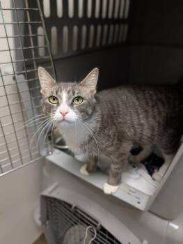 Popcorn -  Domestic Short Hair Cat for Adoption in Chambersburg, Pennsylvania - Popcorn | PetCurious
