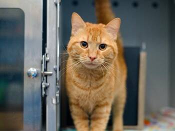 Bowie -  Domestic Short Hair Cat for Adoption - Bowie | PetCurious