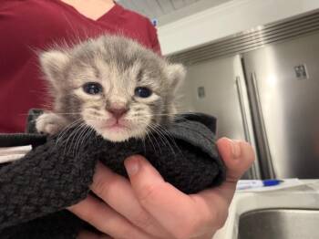 Maisy -  Domestic Short Hair Cat Available for Adoption in Johnson City, Tennessee - Maisy | PetCurious