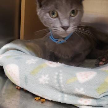 Bluey -  Russian Blue Cat for Adoption in Muncie, Indiana - Bluey | PetCurious
