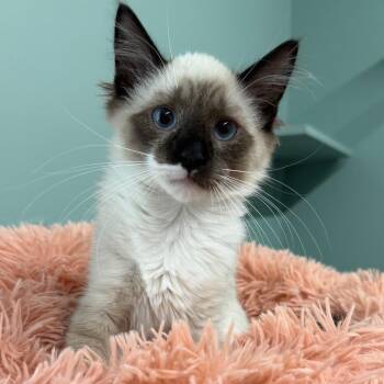 Braford -  Domestic Medium Hair and Siamese Cat for Adoption in Pittsford, Vermont - Braford | PetCurious