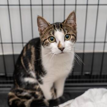 Leonela -  Domestic Short Hair Cat for Adoption in New York, New York - Leonela | PetCurious