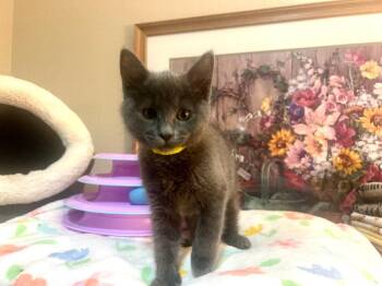 Russian Blue Cats Available for Adoption - Grey Kittens | PetCurious