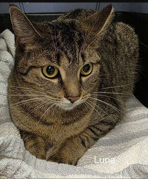 Rescue Domestic Short Hair Cats for Adoption in Rochester, New York - Luna | PetCurious