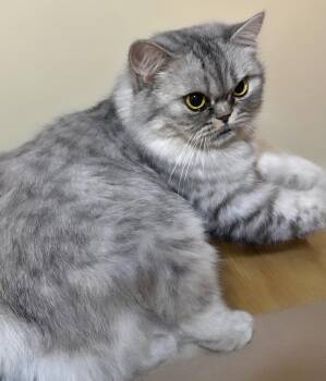Loza -  British Shorthair Cat for Adoption in Snow Hill, Maryland - Loza | PetCurious