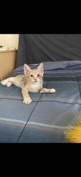 Tiramisu -  Dilute Calico Cat for Adoption in Hayward, California - Tiramisu | PetCurious