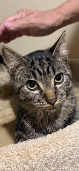 Rescue Domestic Short Hair Cats for Adoption in Lafayette, Colorado - Ezekiel | PetCurious