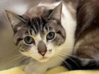 Domestic Short Hair Cats Available for Adoption - Olaf | PetCurious