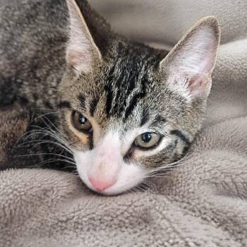 Dolphy -  Domestic Short Hair Cat for Adoption in Austin, Texas - Dolphy | PetCurious