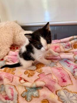 Rescue Tuxedo Cats for Adoption in Miami, Florida - Montana | PetCurious