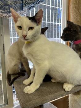 Rescue Domestic Short Hair Cats for Adoption in Eugene, Oregon - Cobra | PetCurious