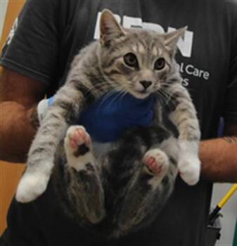 KIRBY -  Domestic Short Hair Cat for Adoption in Albuquerque, New Mexico - KIRBY | PetCurious