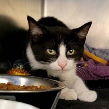 Rescue Domestic Short Hair Cats for Adoption in Wantagh, New York - Tourmaline | PetCurious