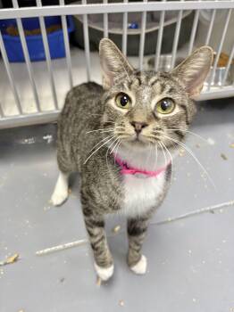 Rescue Tabby Cats for Adoption in Tavares, Florida - Martha | PetCurious