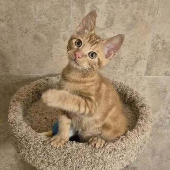 Sgt. Pepper -  Domestic Short Hair Cat for Adoption in Tucson, Arizona - Sgt. Pepper | PetCurious