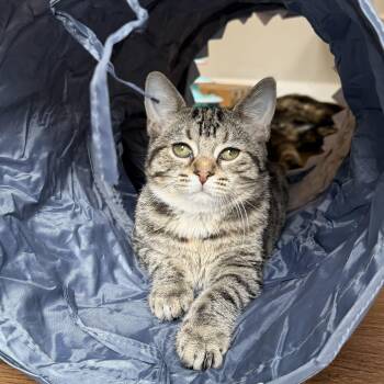 Chloe -  Domestic Short Hair Cat for Adoption in Hartville, Ohio - Chloe | PetCurious