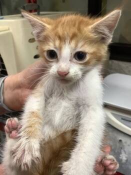 Rescue Domestic Short Hair Cats for Adoption in Fort Worth, Texas - 59796485 | PetCurious