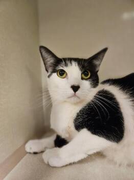 Taffy Lee Fubbins -  Domestic Short Hair Cat for Adoption in Fort Collins, Colorado - Taffy Lee Fubbins | PetCurious