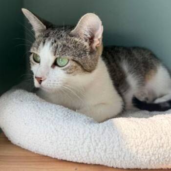 Sky -  Domestic Short Hair Cat for Adoption in Fort Leavenworth, Kansas - Sky | PetCurious