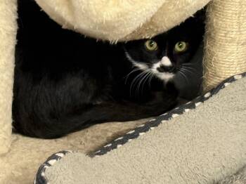 giggles -  Domestic Short Hair Cat for Adoption in Waverly, Tennessee - Giggles | PetCurious
