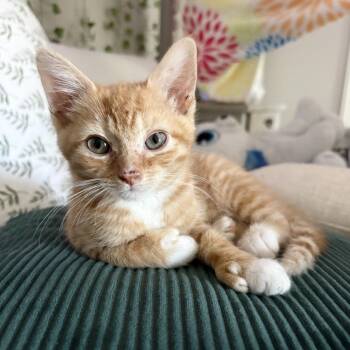 Apricot -  Extra Toes Cat Hemingway Polydactyl and Domestic Short Hair Cat for Adoption in Peachtree City, Georgia - Apricot | PetCurious