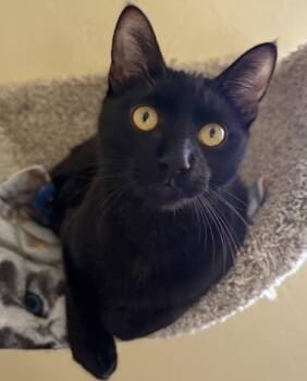 Rescue Domestic Short Hair Cats for Adoption in Prescott, Arizona - MEOWY | PetCurious