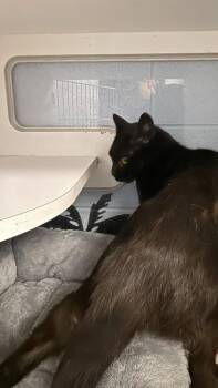 Domestic Short Hair Cats Available for Adoption - Nessie | PetCurious
