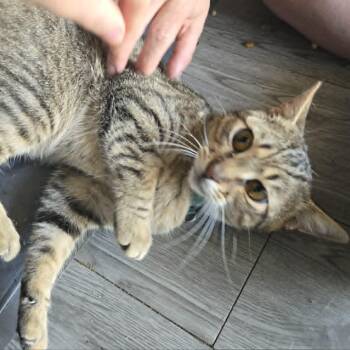 Todd (Courtesy Post) -  Domestic Short Hair Cat for Adoption in Vine Grove, Kentucky - Todd (Courtesy Post) | PetCurious