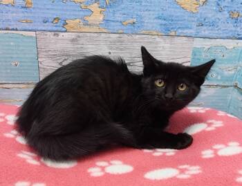 Rescue Domestic Short Hair Cats for Adoption in Washington Court House, Ohio - Paul | PetCurious