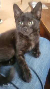 Rescue Domestic Short Hair Cats for Adoption in East Hanover, New Jersey - Bean | PetCurious