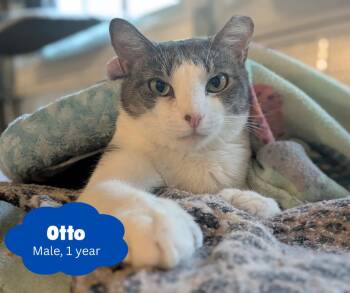 Rescue Domestic Short Hair Cats for Adoption in Newburgh, New York - Otto | PetCurious