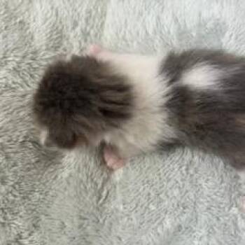 Mia -  Domestic Short Hair Cat for Adoption in Fort Smith, Arkansas - Mia | PetCurious