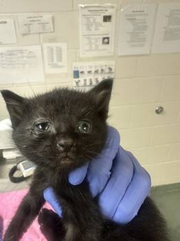 Rescue Domestic Short Hair Cats for Adoption in Raleigh, North Carolina - Matthew | PetCurious