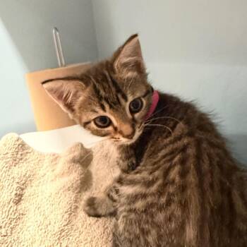 Janet -  Domestic Short Hair Cat for Adoption in Chattanooga, Tennessee - Janet | PetCurious