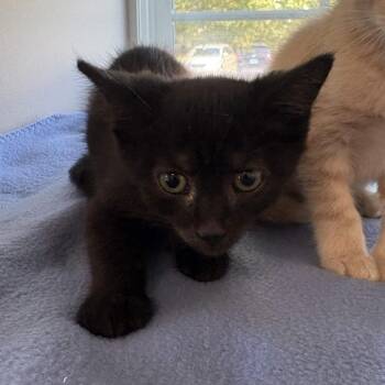 Axel -  Domestic Short Hair Cat for Adoption in Gloucester, Virginia - Axel | PetCurious