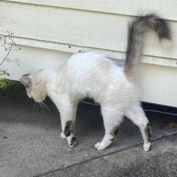 FireFly -  Domestic Short Hair Cat for Adoption in Buffalo, Minnesota - FireFly | PetCurious