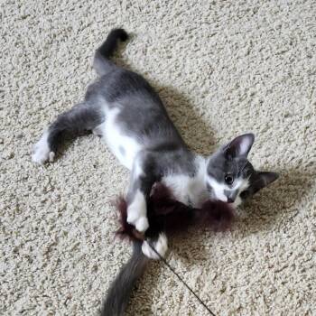 Sassy Vaughan C70991 -  Domestic Short Hair Cat for Adoption in Minnetonka, Minnesota - Sassy Vaughan C70991 | PetCurious
