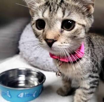 Matilda -  Domestic Medium Hair and Domestic Short Hair Cat for Adoption in Memphis, Tennessee - Matilda | PetCurious